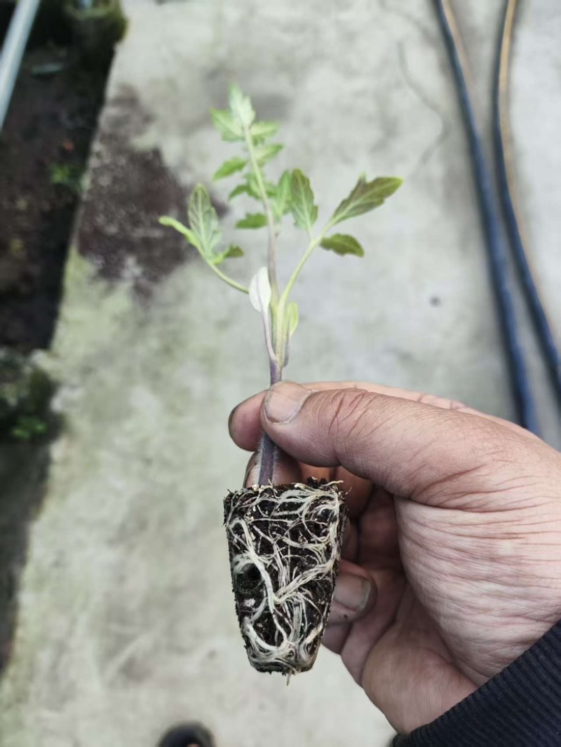 圣女果苗黄色，红色，迷彩的都有，浙江基地直发，成活率高