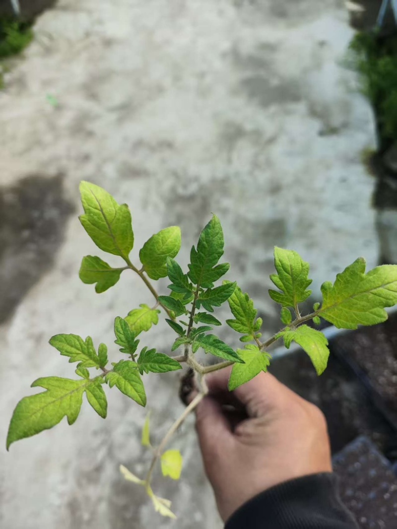 圣女果苗黄色，红色，迷彩的都有，浙江基地直发，成活率高