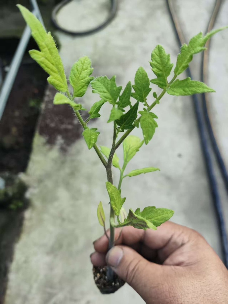 圣女果苗黄色，红色，迷彩的都有，浙江基地直发，成活率高