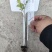 圣女果苗黄色，红色，迷彩的都有，浙江基地直发，成活率高