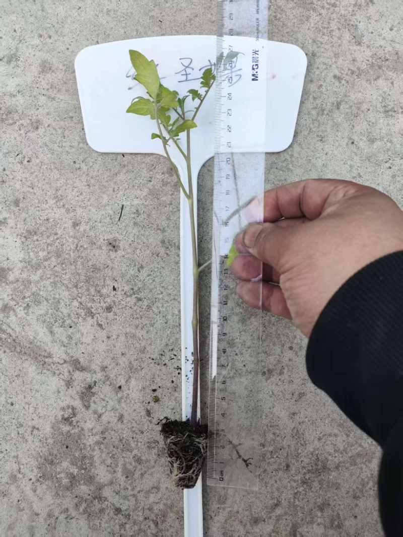 圣女果苗黄色，红色，迷彩的都有，浙江基地直发，成活率高