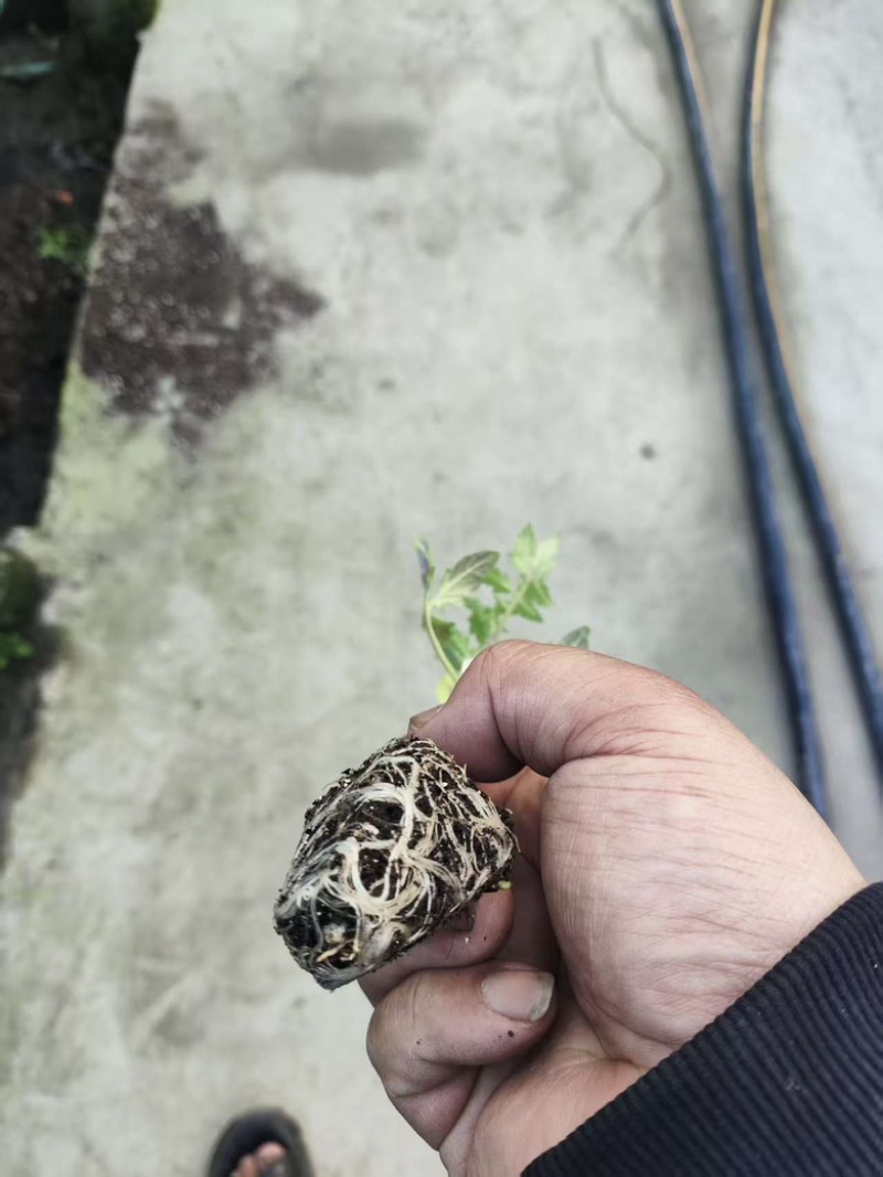圣女果苗黄色，红色，迷彩的都有，浙江基地直发，成活率高