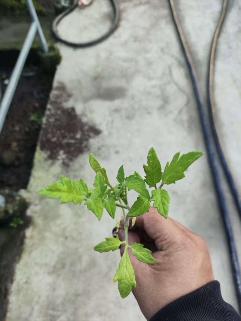 圣女果苗黄色，红色，迷彩的都有，浙江基地直发，成活率高