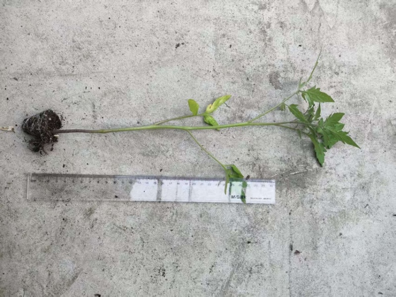 圣女果苗黄色，红色，迷彩的都有，浙江基地直发，成活率高