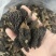 产地直销，羊肚菌各规格胶片、焦片，半焦片，黑焦片