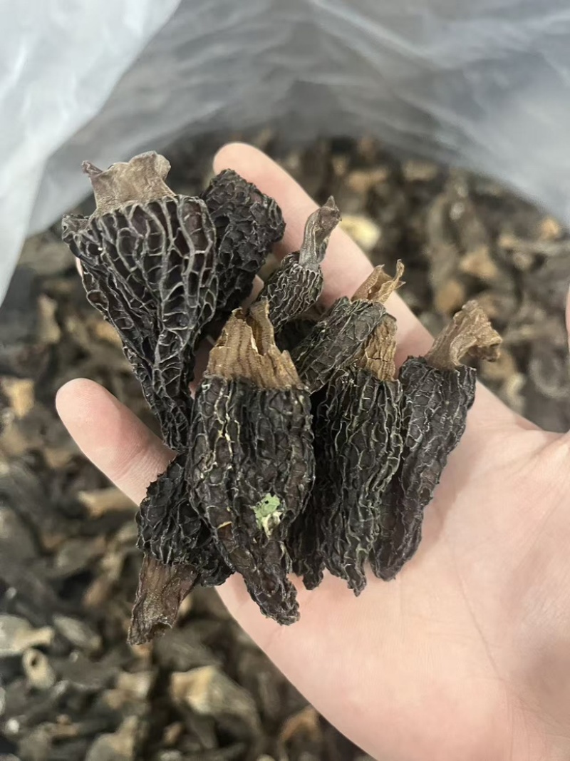 产地直销，羊肚菌各规格胶片、焦片，半焦片，黑焦片