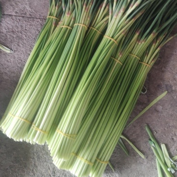 【红帽蒜薹】万亩蒜薹基地货源充足产地直供量大优惠欢迎选购