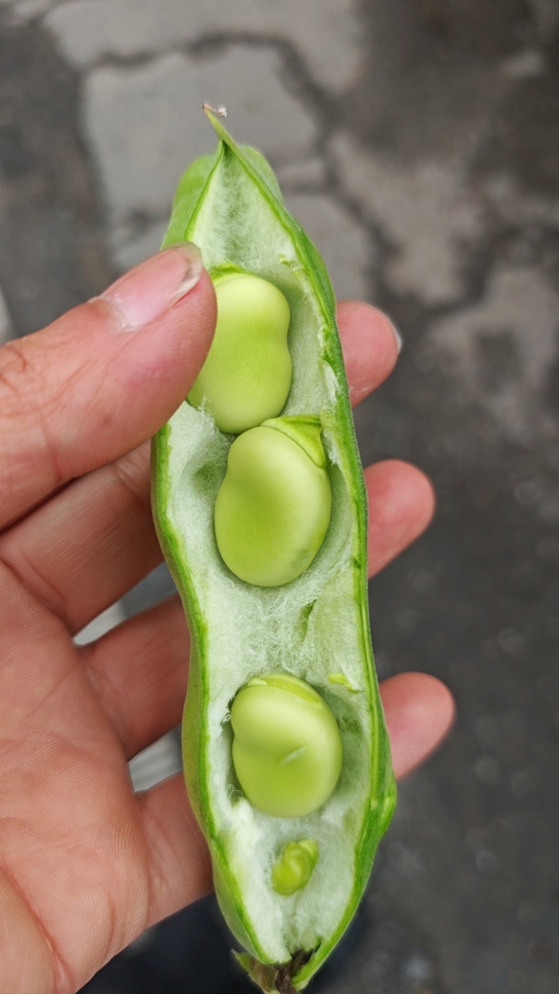 汉中蚕豆品蚕新品种大角胡豆产地直供，全国代发