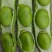 汉中蚕豆品蚕新品种大角胡豆产地直供，全国代发