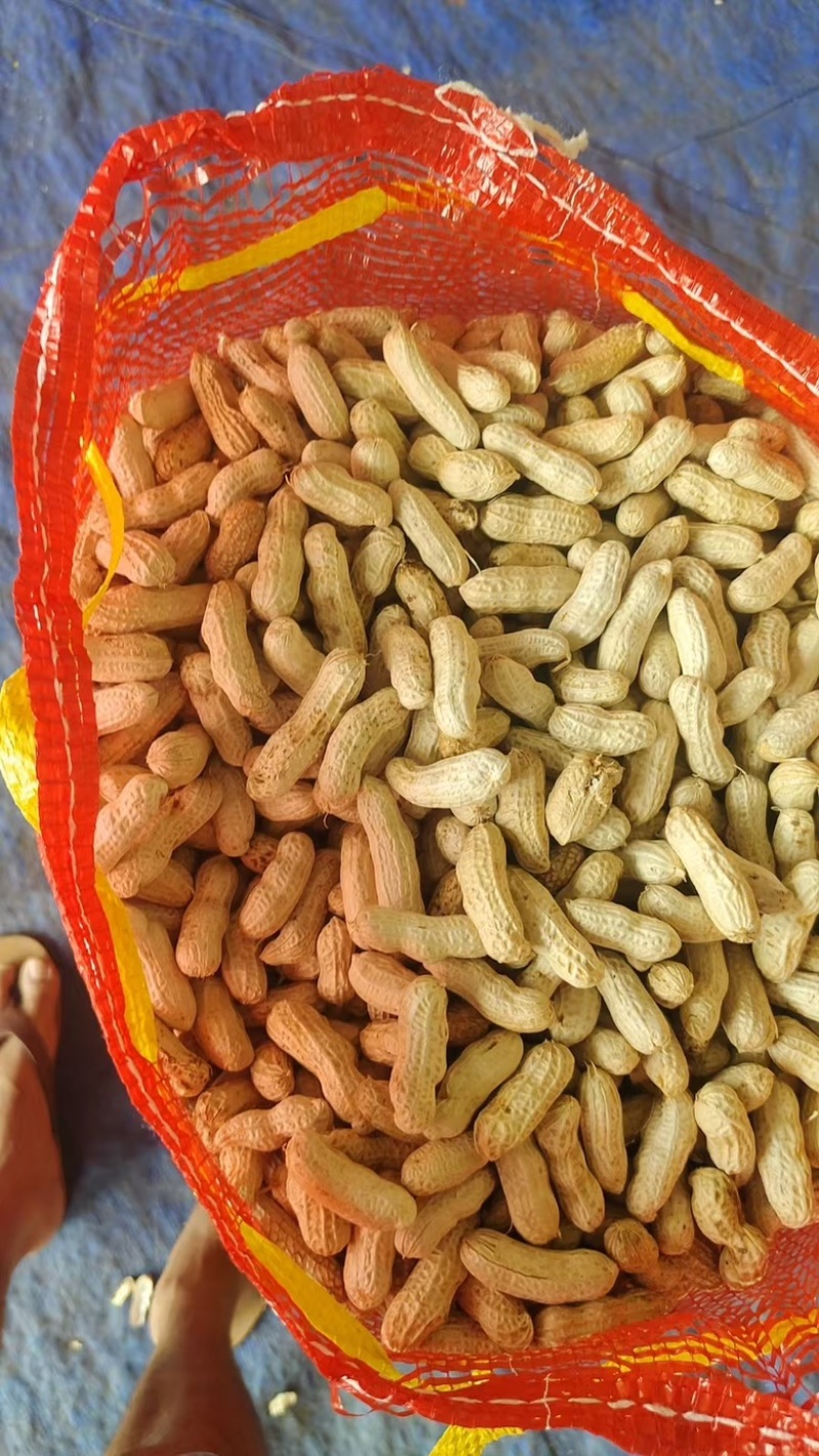 广东鲜花生，红米花生，四粒红花生基地直发！一手货源