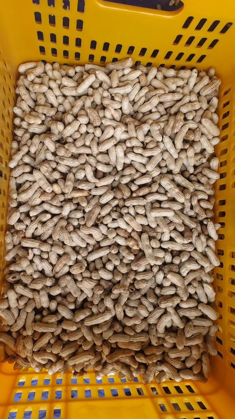 广东鲜花生，红米花生，四粒红花生基地直发！一手货源