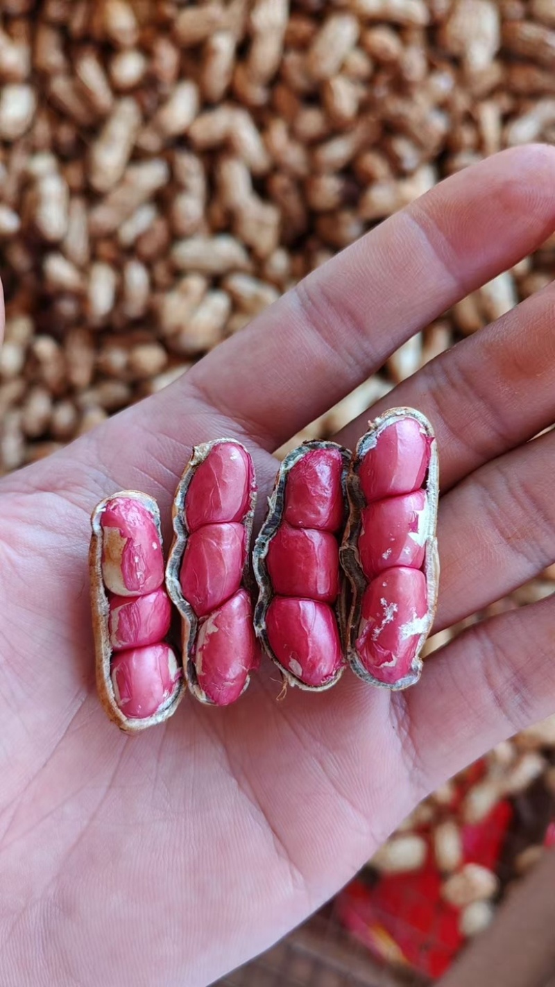 广东鲜花生，红米花生，四粒红花生基地直发！一手货源