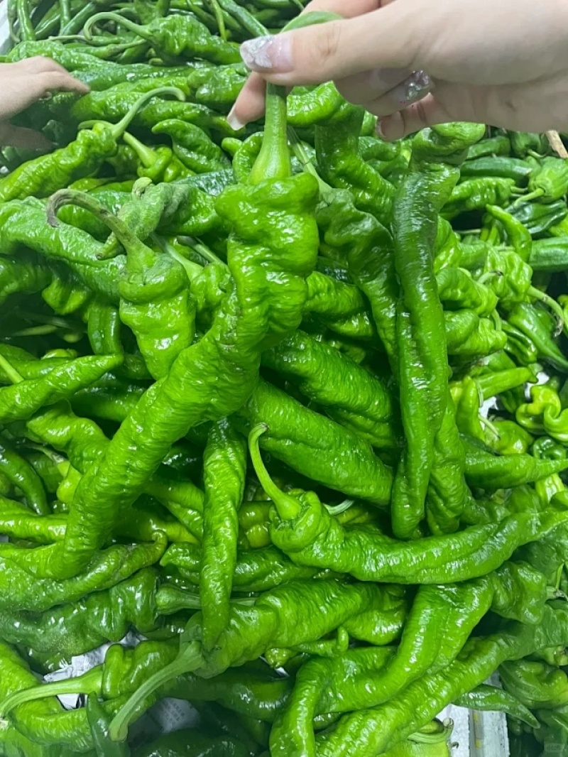 螺丝椒