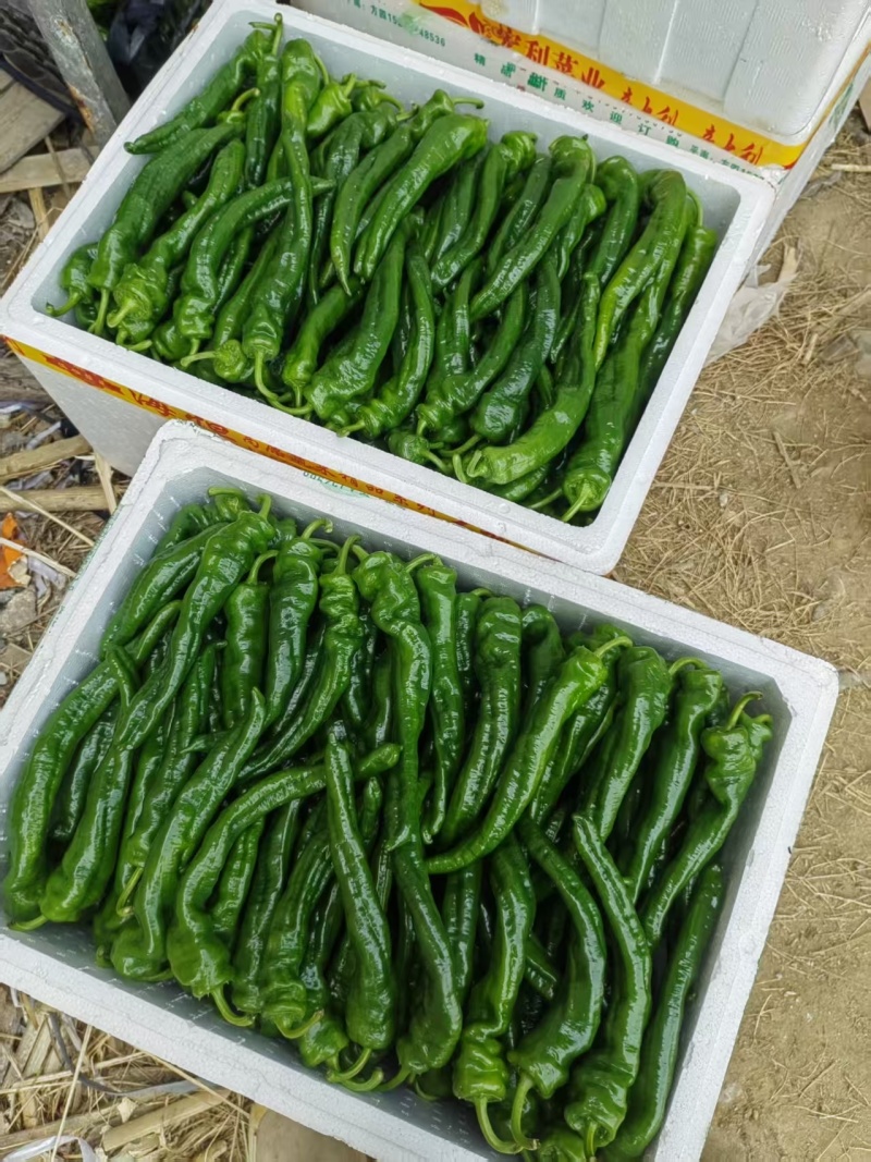 螺丝椒