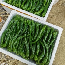 螺丝椒