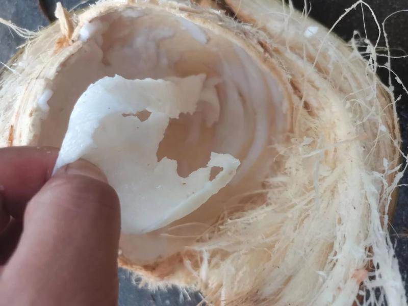 海南椰子代发自有档口代发代卖全国欢迎老板联系