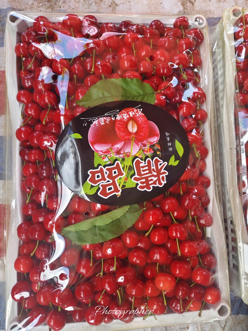 露天万亩樱桃基地。品种多多