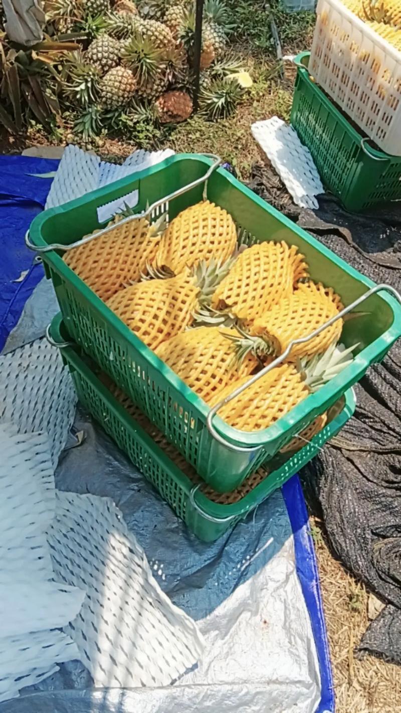 海南凤梨代发自有档口代发代卖全国欢迎老板联系