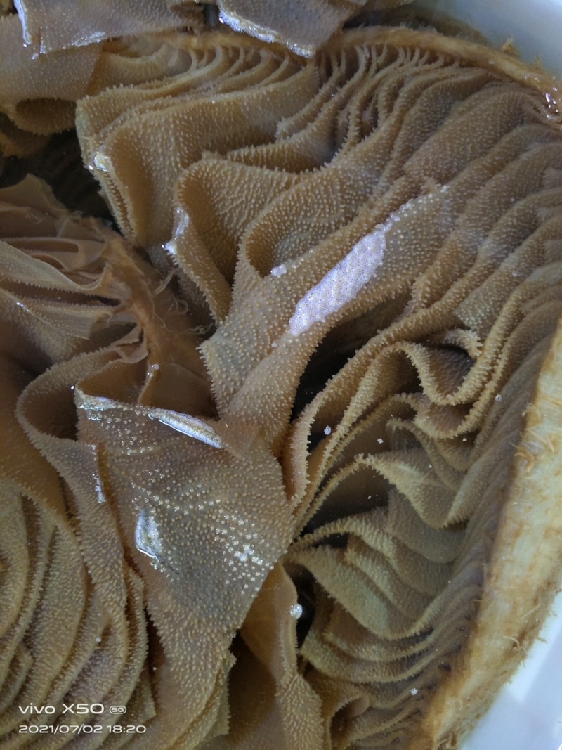 精品毛肚牛副产品茶毛肚百叶