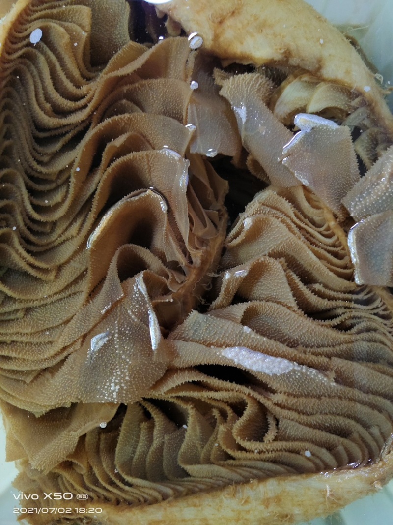 精品毛肚牛副产品茶毛肚百叶