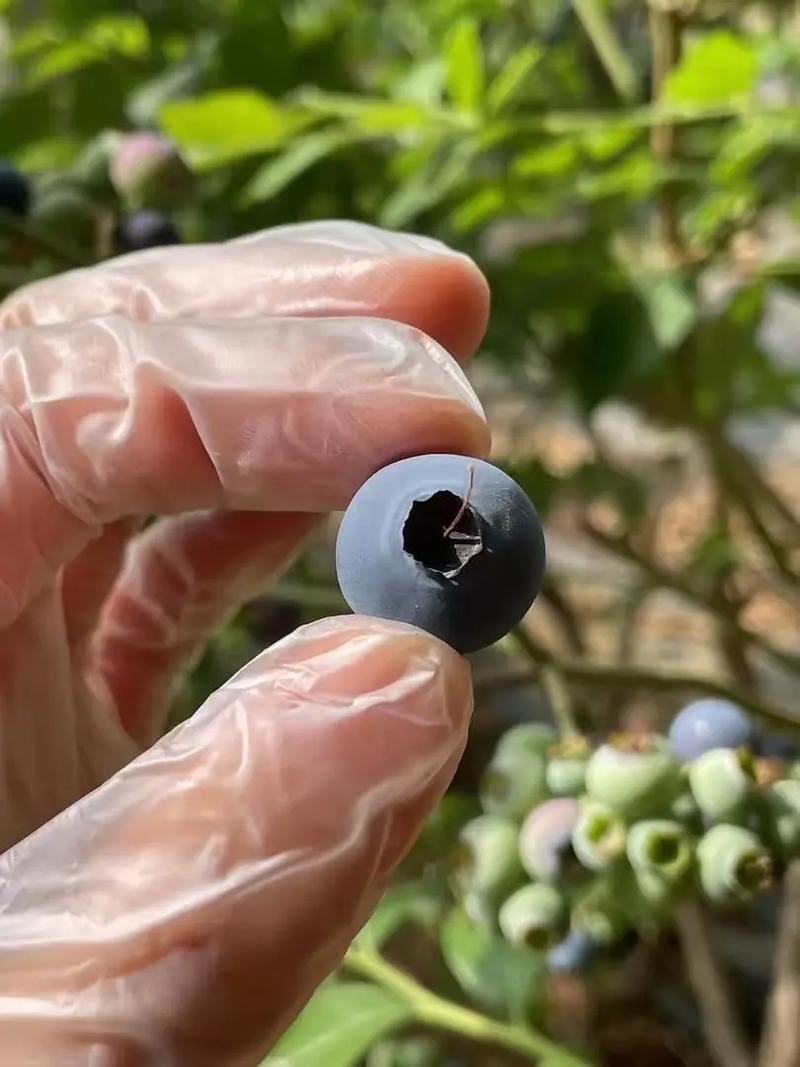 花香蓝莓代发自有档口代发代卖全国欢迎老板联系