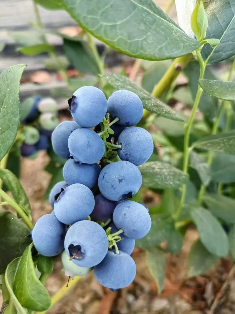 花香蓝莓代发自有档口代发代卖全国欢迎老板联系