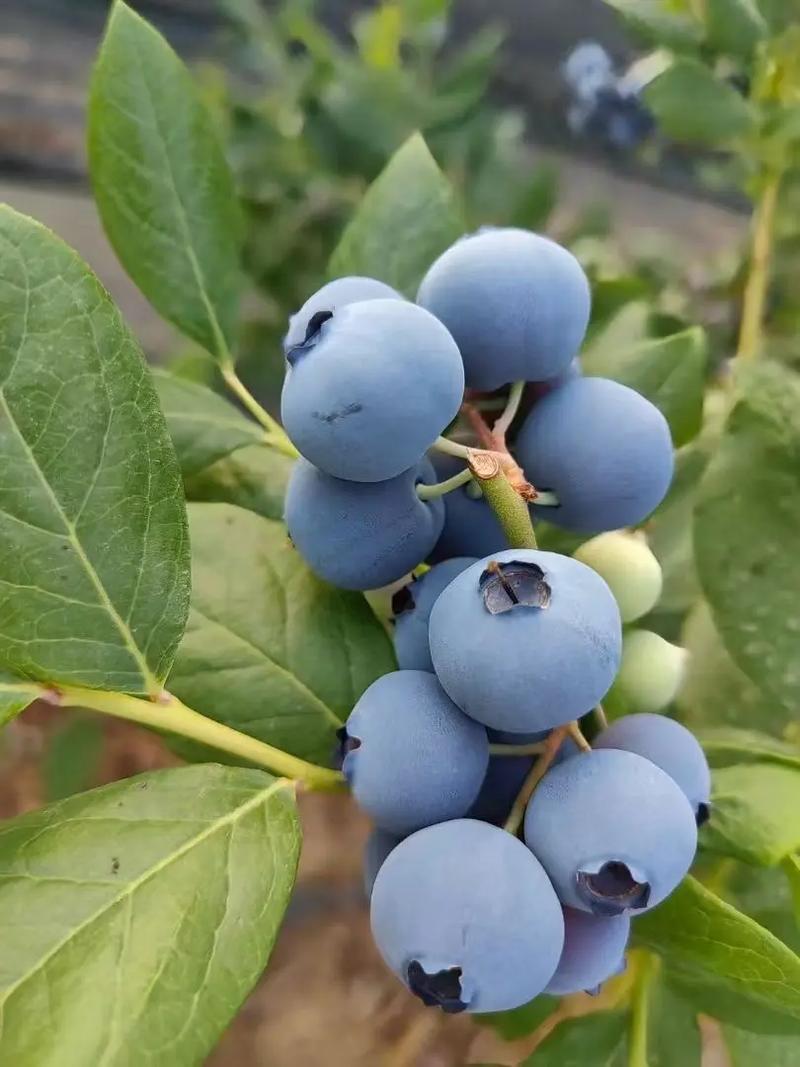 花香蓝莓代发自有档口代发代卖全国欢迎老板联系