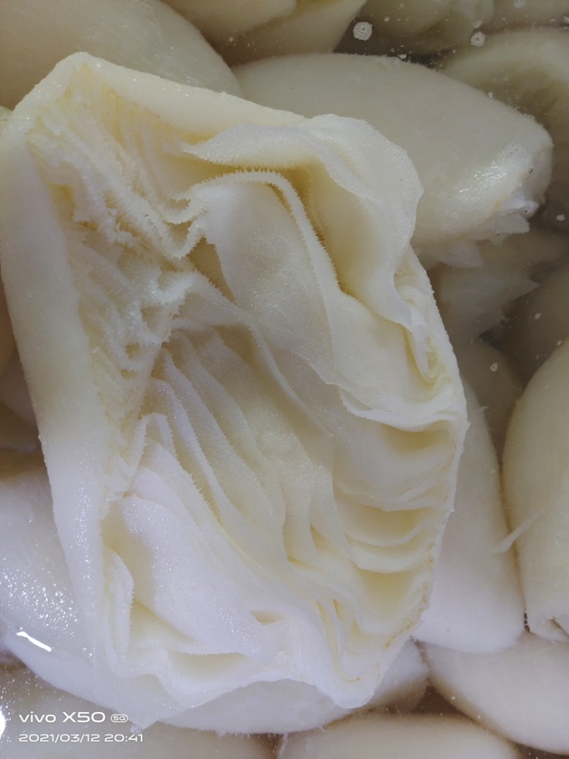 新鲜百叶茶毛肚茶香味美脆爽无渣高品质火锅食材