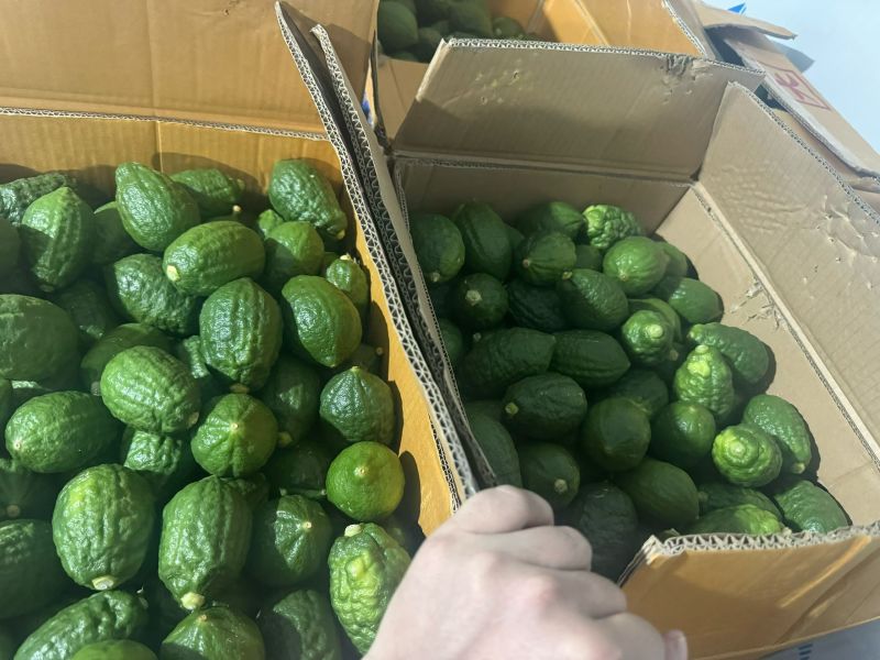 广东香水柠檬一级果