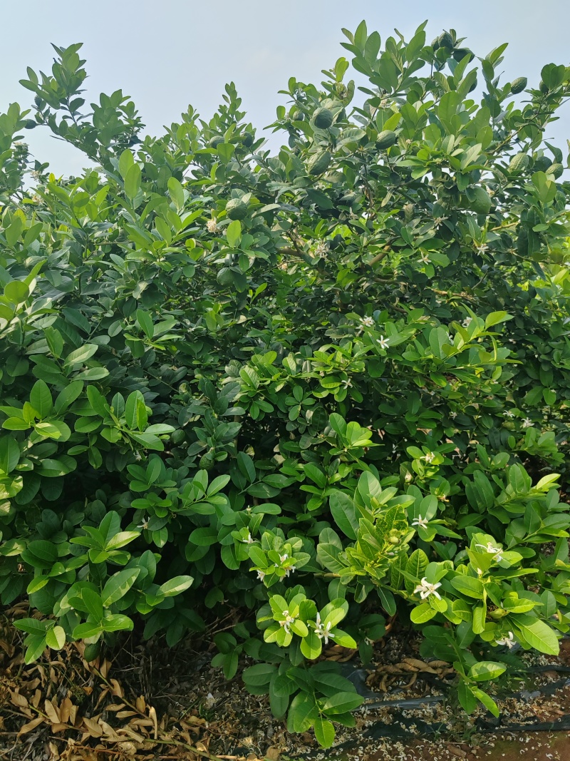 广东香水柠檬一级果