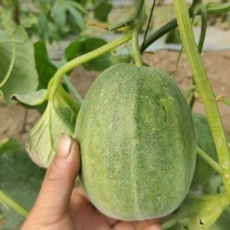 山东绿美人花美人甜瓜产地直发一手货源量大从优