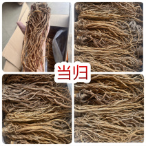 当归地摊电商批发甘肃岷县无硫当归中药材批发当归干