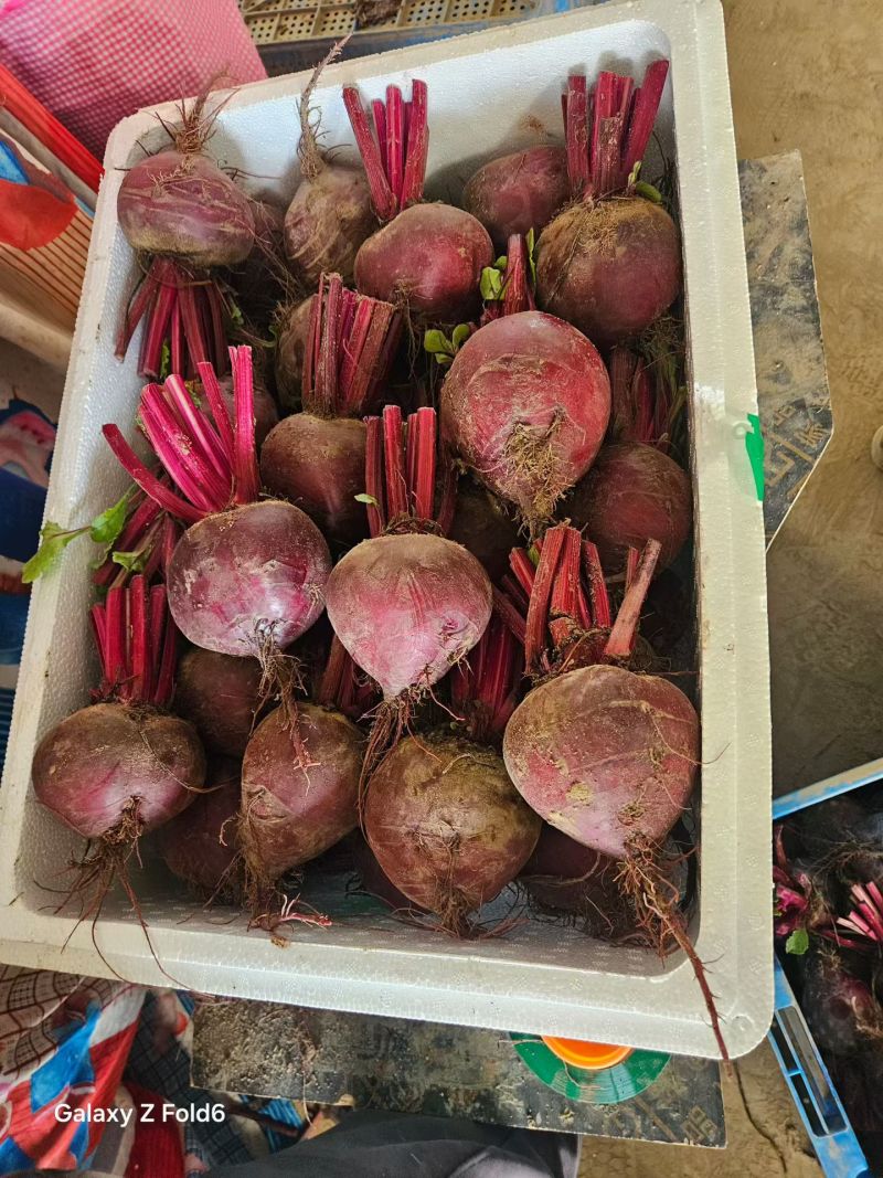 甜菜头