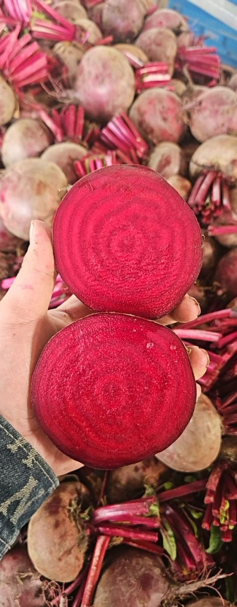 甜菜头