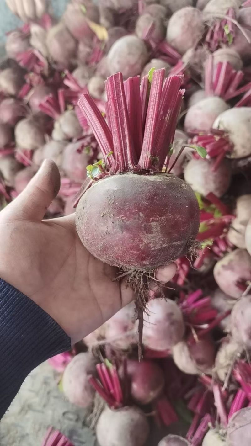 甜菜头