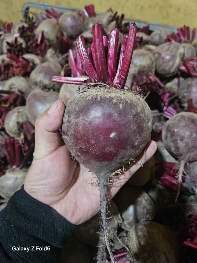 甜菜头
