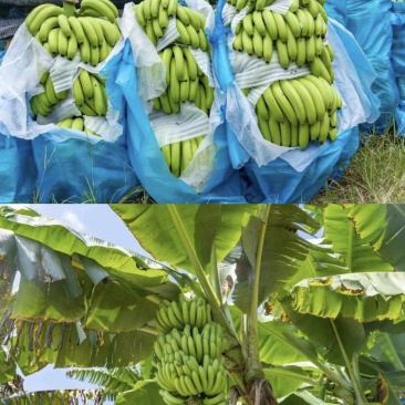 【小米香蕉】云南高山香蕉/云南小米蕉/产地直发质量三包