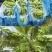 【小米香蕉】云南高山香蕉/云南小米蕉/产地直发质量三包