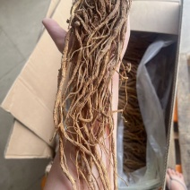 当归地摊电商批发甘肃岷县无硫当归中药材批发当归干