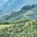 【小米香蕉】云南高山香蕉/云南小米蕉/产地直发质量三包