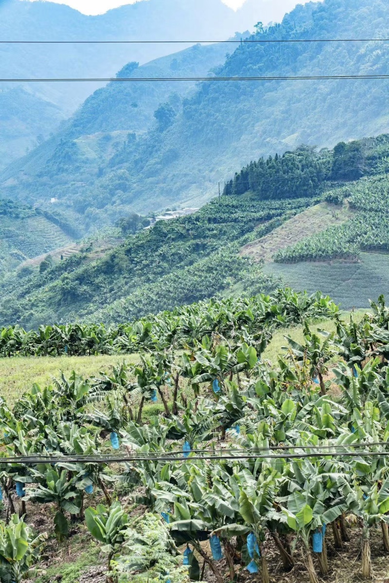 【小米香蕉】云南高山香蕉/云南小米蕉/产地直发质量三包