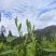 湘西高山云雾红茶