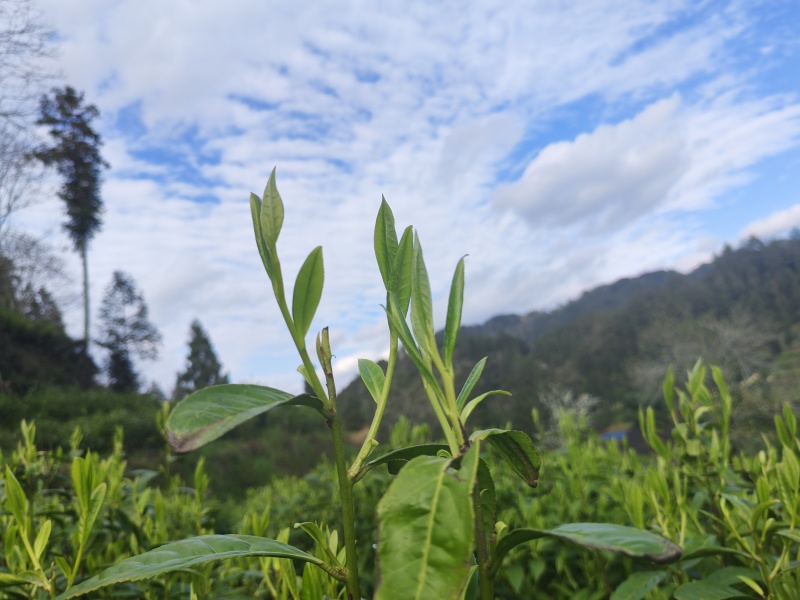 湘西高山云雾红茶