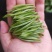 湘西高山云雾红茶