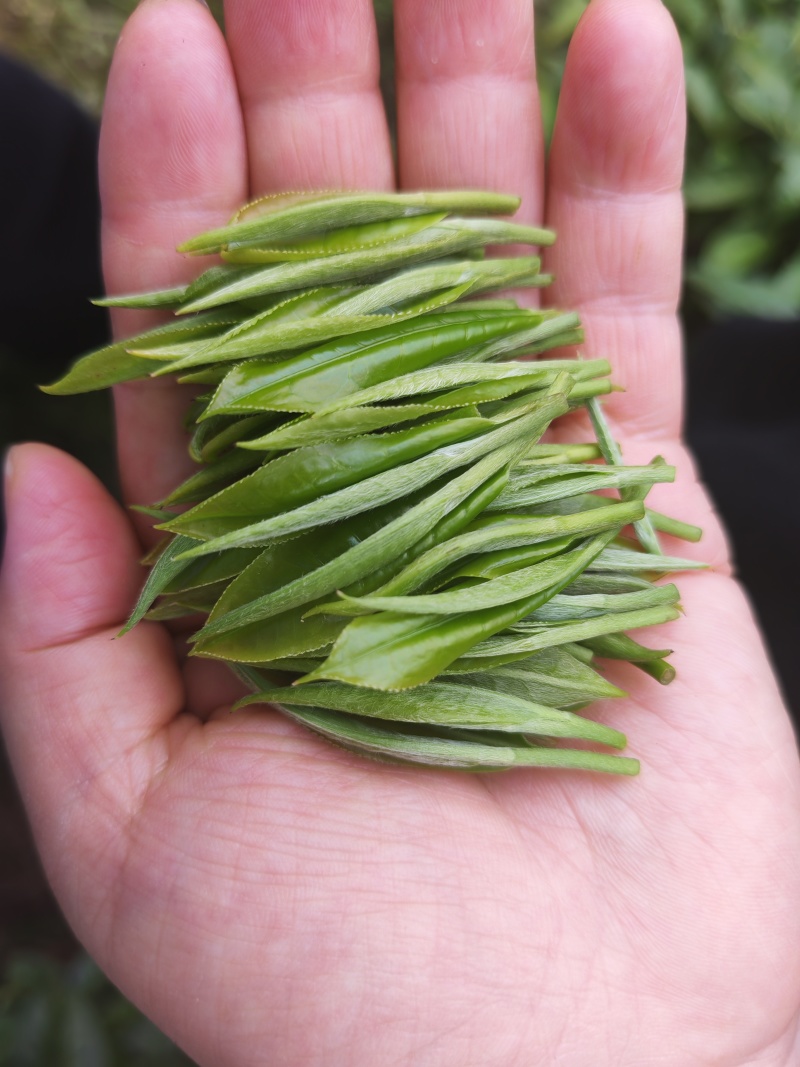 湘西高山云雾红茶