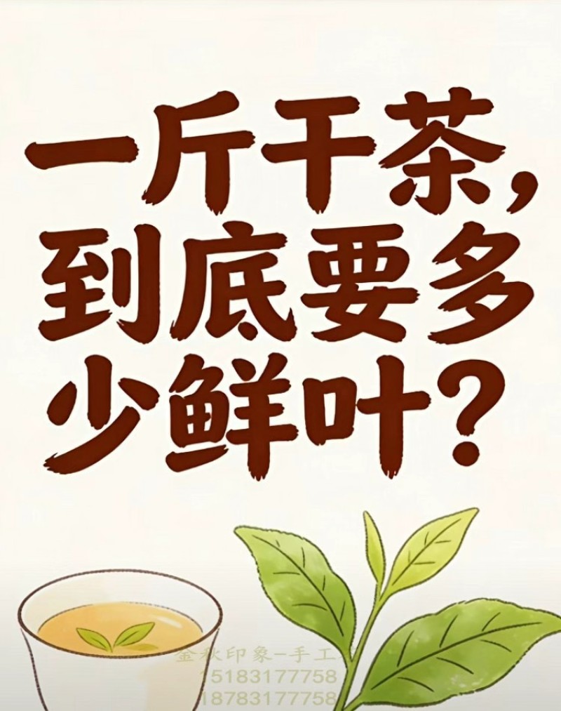 金秋印象~手工红茶手工绿