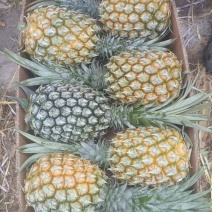 云南香水菠萝大量现货保质保量现采，现发可供市场商超电商