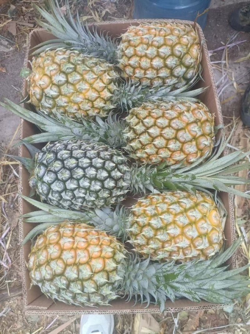 云南香水菠萝大量现货保质保量现采，现发可供市场商超电商