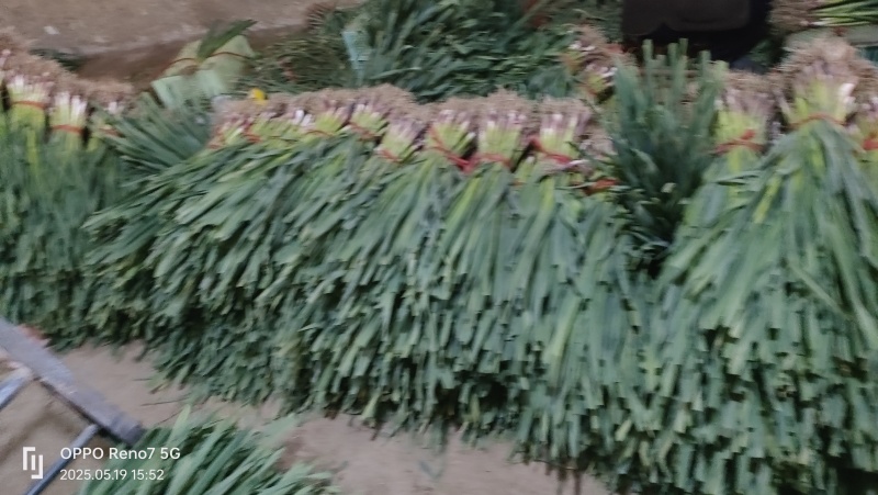 红白蒜苗