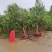 紫丁香，质优价廉，欢迎选购